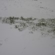Sníh s trávou