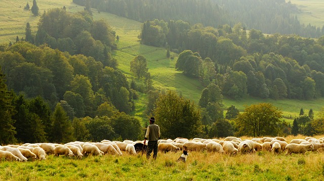 Bača na pastvě ovcí s ovčáckým psem