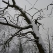 Sníh na stromě