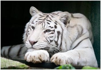 Bílý tygr ze Zoologické zahrady Liberec, maskot hokejového týmu města