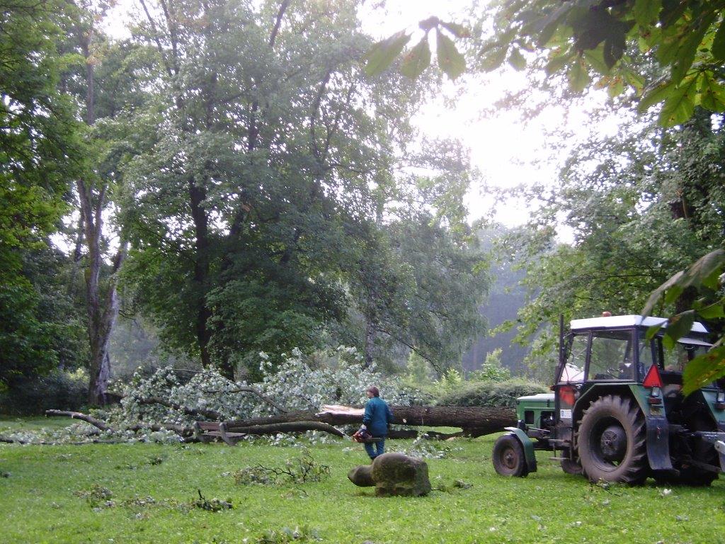 Po silné větru spadlý strom